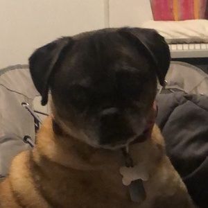 Meet your Posher, Sophia